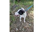 Adopt Buck a White Mixed Breed (Medium) / Mixed Breed (Medium) / Mixed (short