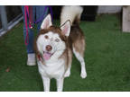 Adopt Prince a Brindle Husky / Mixed Breed (Medium) / Mixed (short coat) dog in
