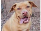 Adopt Penny a Tan/Yellow/Fawn American Staffordshire Terrier / Australian Cattle