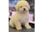 Adopt JOEY a White Tea Cup Poodle / Maltipoo / Mixed dog in Culver City