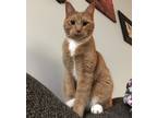 Adopt Oggie a Orange or Red Tabby Domestic Shorthair / Mixed (short coat) cat in