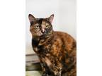 Adopt Creedence a Domestic Shorthair / Mixed cat in Berkeley, CA (41454617)