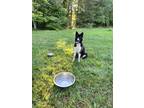 Adopt Rowdy a Black - with White Husky / Mixed dog in Chesterfield