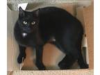Adopt Pepper a All Black American Shorthair / Mixed (short coat) cat in Hixson