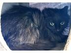 Adopt Cherry a All Black Domestic Longhair / Domestic Shorthair / Mixed cat in