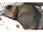 Adopt Cochise a Brown or Chocolate Domestic Shorthair / Domestic Shorthair /