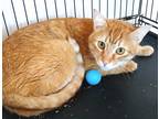 Adopt Jacks a Orange or Red Domestic Shorthair / Domestic Shorthair / Mixed cat