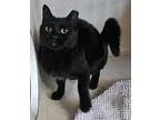 Adopt Strawberry a All Black Domestic Shorthair / Mixed Breed (Medium) / Mixed