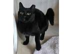 Adopt Strawberry a All Black Domestic Shorthair / Domestic Shorthair / Mixed cat