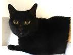 Adopt Hope a All Black Domestic Shorthair / Domestic Shorthair / Mixed cat in