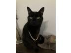 Adopt Borrelia a Black (Mostly) Domestic Shorthair / Mixed (short coat) cat in