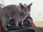 Adopt Mae a Gray or Blue Chartreux / Mixed (medium coat) cat in Las Vegas