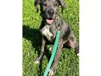 Adopt Merle a Bullmastiff, Great Dane