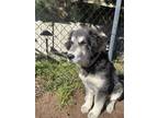 Adopt Rhea Mae a Black - with White Great Pyrenees / Mixed dog in San Diego