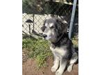 Adopt Rhea Mae a Black - with White Great Pyrenees / Husky / Mixed dog in San