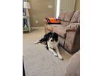 Adopt Micah a Black - with White English Shepherd / Mixed dog in Kansas City