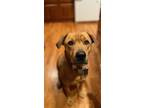 Adopt Walker a Tan/Yellow/Fawn Mixed Breed (Medium) / Mixed dog in Great Falls