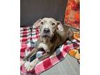 Adopt Miami a Pit Bull Terrier / Mixed dog in LAFAYETTE, LA (41454603)