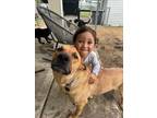 Adopt Buddy Guadalupe III a German Shepherd Dog, Pit Bull Terrier