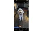 Adopt Lola a White Labradoodle / Mixed dog in Coeur D Alene, ID (40312899)