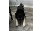 Adopt Nolly a Black - with Tan, Yellow or Fawn Akita / German Shepherd Dog /