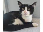 Adopt El Gato a All Black Domestic Shorthair cat in Kingman, AZ (41454496)