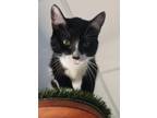 Adopt Stache a All Black Domestic Shorthair cat in Kingman, AZ (41454495)