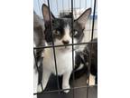 Adopt Topper a All Black Domestic Shorthair cat in Kingman, AZ (41454494)