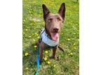 Adopt Fawn a Australian Kelpie / Mixed dog in Prince George, BC (41454492)