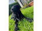 Adopt Daisy a Black - with White Labrador Retriever / Mixed dog in El Cajon