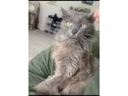 Adopt Dust bunny a Gray or Blue Domestic Mediumhair / Mixed (medium coat) cat in