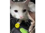 Adopt Zeze 123724 a White Domestic Mediumhair (short coat) cat in Joplin