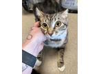 Adopt Fiona 123724 a Domestic Shorthair (short coat) cat in Joplin