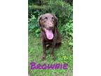 Adopt Brownie 121975 a Brown/Chocolate Labrador Retriever dog in Joplin