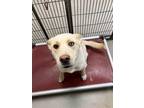 Adopt Francine 30318 a Tan/Yellow/Fawn Labrador Retriever / Husky dog in Joplin