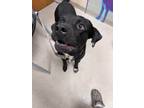 Adopt Koda 122943 a Black Pit Bull Terrier / Labrador Retriever dog in Joplin