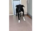 Adopt Grant 30295 a Black Labrador Retriever / Pit Bull Terrier dog in Joplin