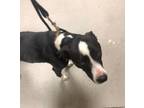 Adopt Charlie 30271 a Black Pit Bull Terrier dog in Joplin, MO (41454475)