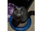 Adopt Scotty a Gray or Blue Domestic Mediumhair (medium coat) cat in Kansas