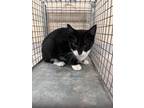 Adopt Emily 30249 a All Black Domestic Shorthair (short coat) cat in Joplin