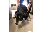 Adopt Leeks 123627 a Black Mastiff / Husky dog in Joplin, MO (41454464)
