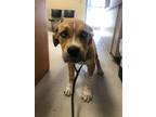 Adopt Shallot 123627 a Brown/Chocolate Mastiff / Husky dog in Joplin