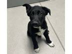 Adopt Boo 123653 a Black Shepherd (Unknown Type) / Collie dog in Joplin