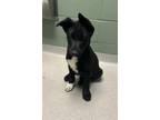 Adopt Bae 123653 a Black Shepherd (Unknown Type) / Collie dog in Joplin