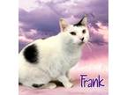 Adopt Frank 29109 a White Domestic Shorthair (short coat) cat in Joplin
