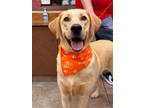 Adopt Flash 30316 a Tan/Yellow/Fawn Labrador Retriever dog in Joplin