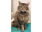 Adopt Archie 123502 a Gray or Blue Domestic Longhair (medium coat) cat in
