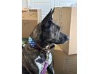 Adopt Jude a Brindle Mutt / Mutt / Mixed dog in Yadkinville, NC (41454345)