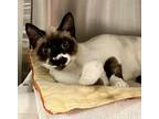 Adopt Badabing a Snowshoe / Mixed cat in Vancouver, WA (41454340)
