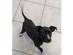Adopt Dovie a Labrador Retriever / Mixed dog in Osage Beach, MO (41454334)